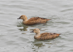 Somateria spectabilis