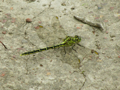 Austrogomphus guerini