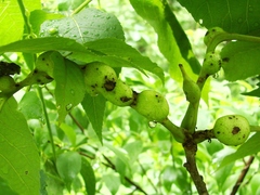 Phylloxera caryaemagna