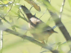 Helopsaltes certhiola