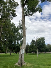 Fraxinus pennsylvanica