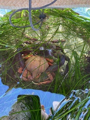 Taliepus nuttallii
