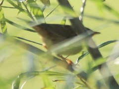 Helopsaltes certhiola