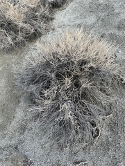 Tetradymia glabrata