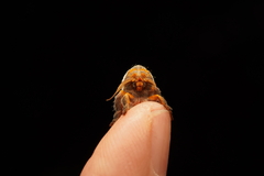 Cryptophasa rubescens