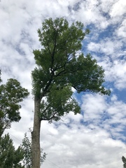 Fraxinus pennsylvanica