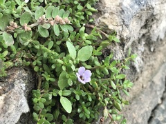 Bacopa