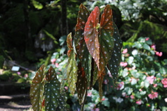 Begonia maculata