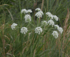 Laserpitium gallicum