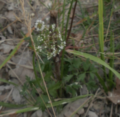 Laserpitium gallicum