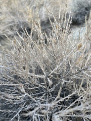 Tetradymia glabrata