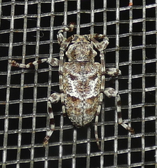 Plistonax albituberculatus