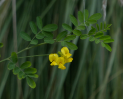 Hippocrepis emerus