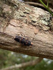 Desudaba maculata