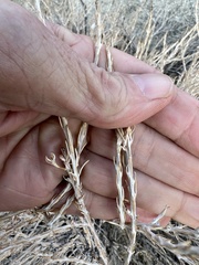 Tetradymia glabrata