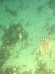 Labidiaster annulatus