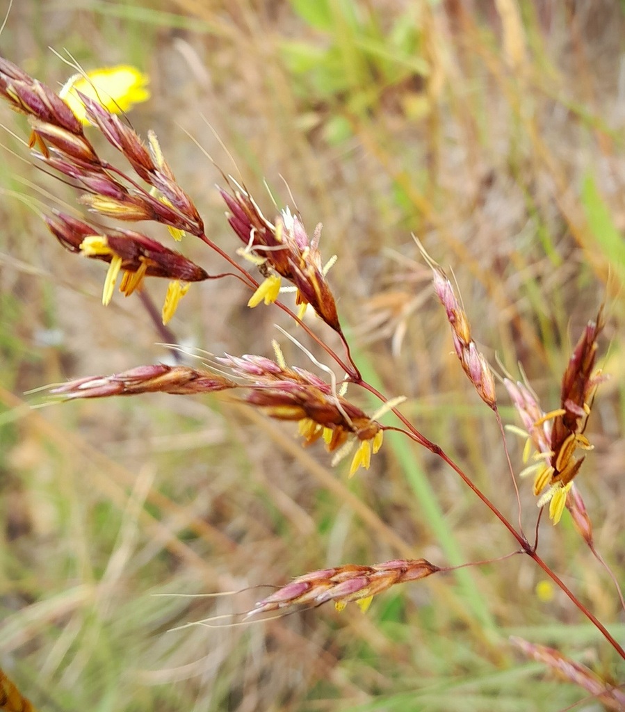 wild sorghum