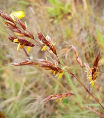 Sorghum leiocladum