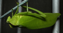 Cnemidophyllum