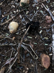Montagnea arenaria