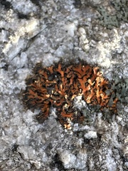 Phaeophyscia rubropulchra