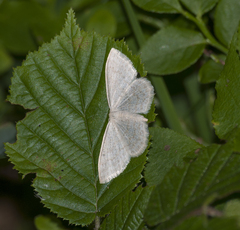 Scopula floslactata