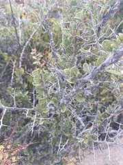 Castela peninsularis