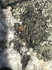 Phaeophyscia rubropulchra
