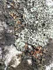 Phaeophyscia rubropulchra