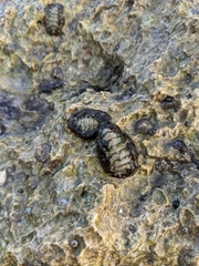 Acanthopleura granulata