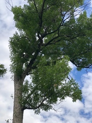 Fraxinus pennsylvanica