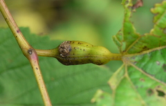 Neolasioptera vitinea