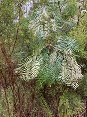 Acacia elata