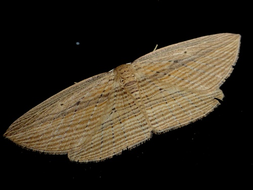Cabbage tree moth photo 3