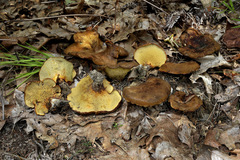 Boletinellus merulioides