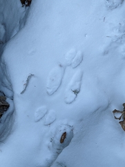 Lepus americanus