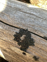 Hyperphyscia adglutinata