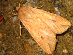 Mythimna separata