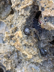 Echinolittorina ziczac
