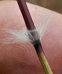 Sorghum leiocladum