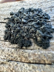 Hyperphyscia adglutinata