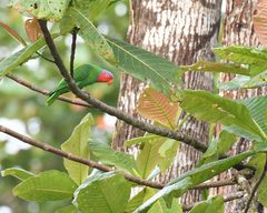 Geoffroyus geoffroyi