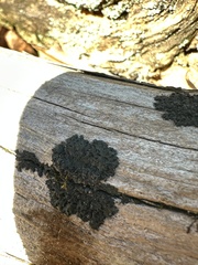 Hyperphyscia adglutinata