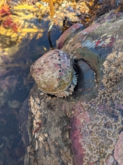 Haliotis australis