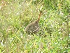 Rhynchotus rufescens