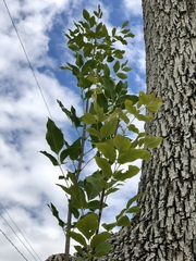 Fraxinus pennsylvanica