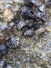 Nerita tessellata