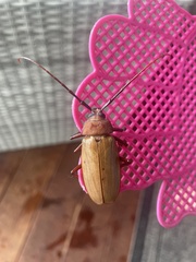 Agrianome spinicollis