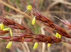 Sorghum leiocladum