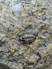 Acanthopleura granulata